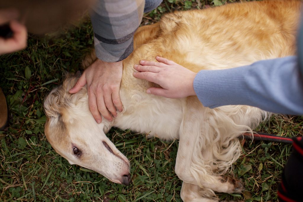Huidproblemen bij honden