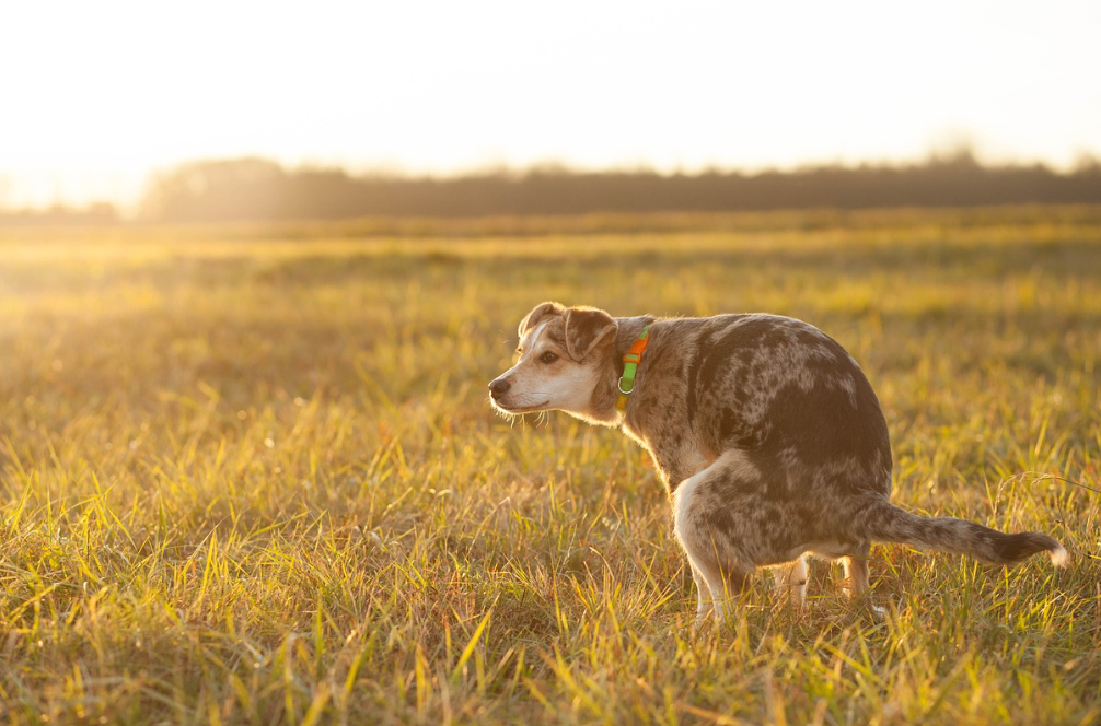 Probiotiques vétérinaire chien