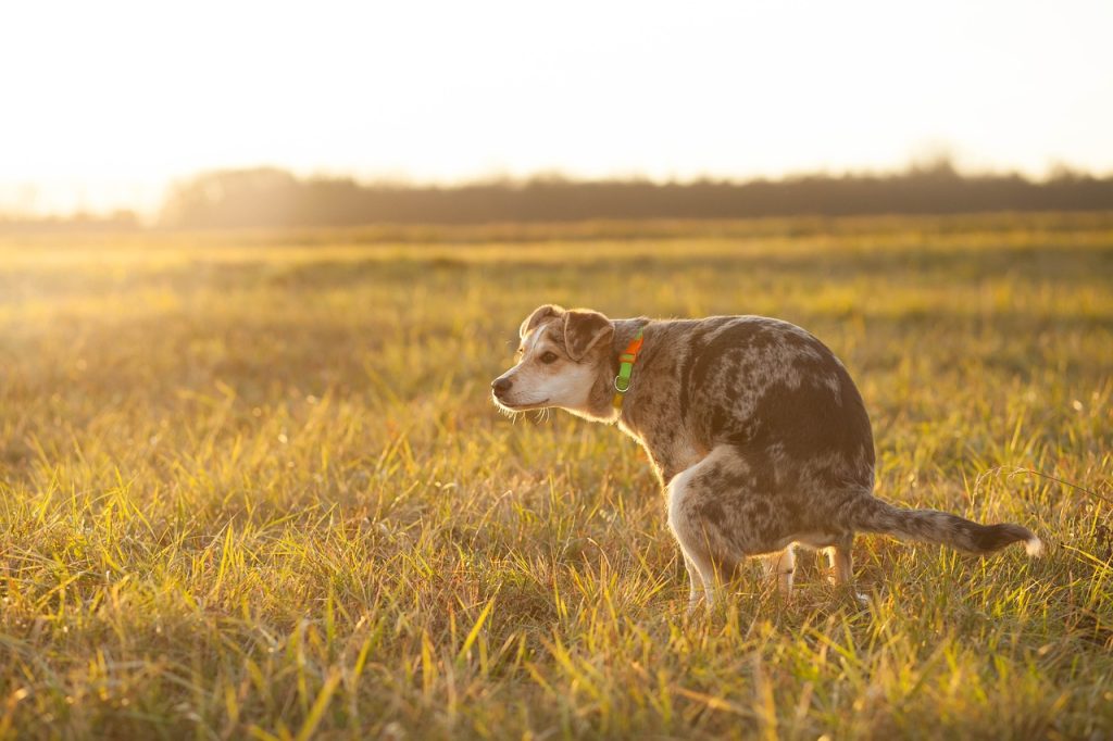 Probiotica dierenarts voor honden