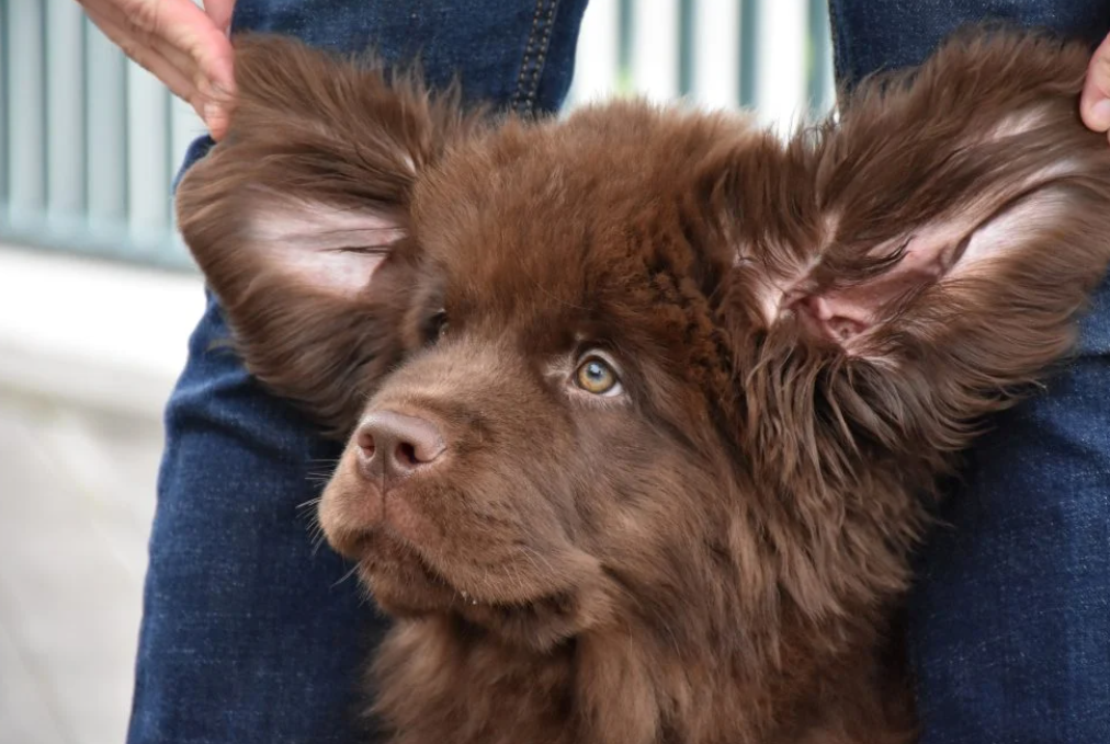probiotiques chien démangeaisons