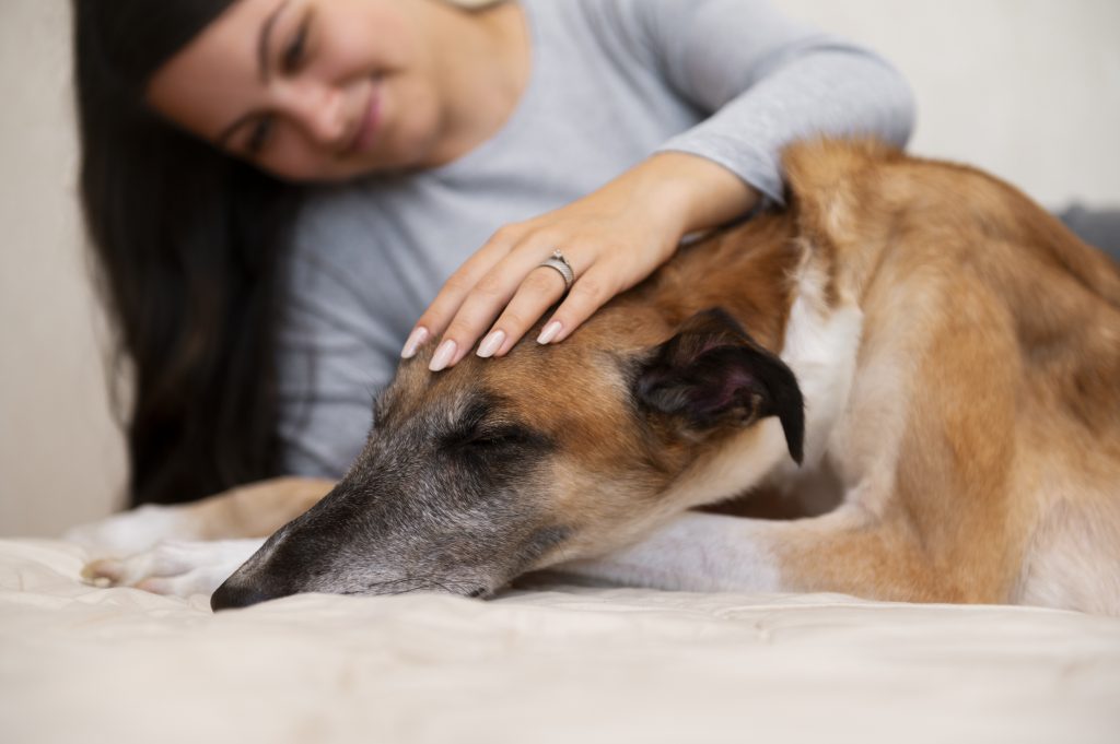 Probeer je hond te kalmeren voor het reizen