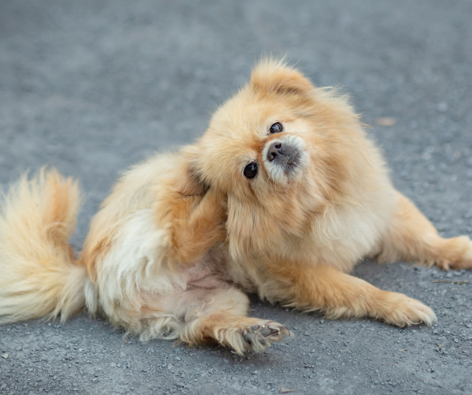 Jeuk-bij-honden
