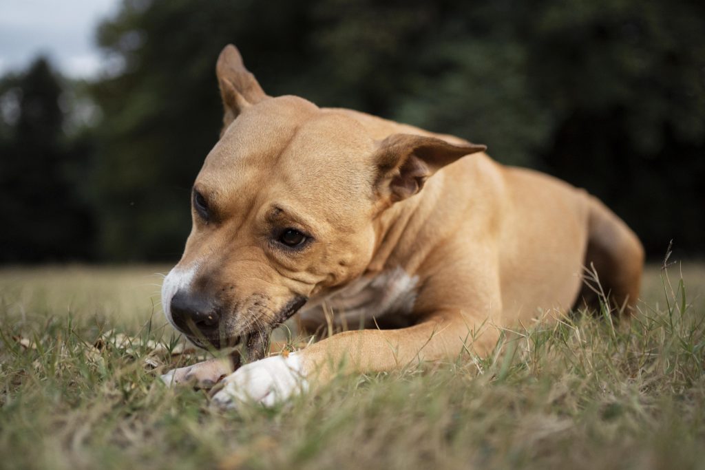 Allergie voor Probiotica bij Honden