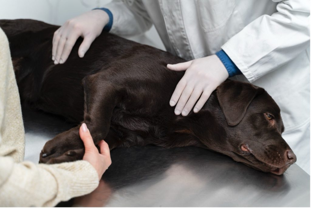 Nierstenen hond