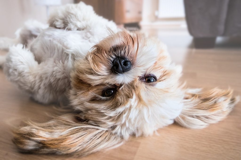 Jeuk hond