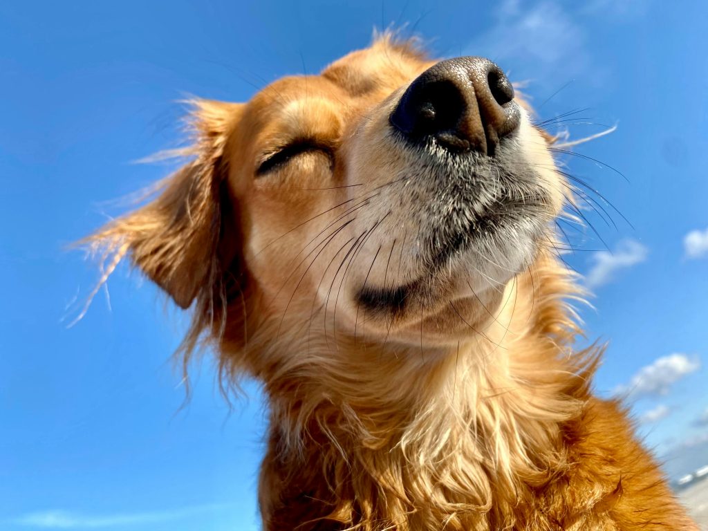 Wrat hond