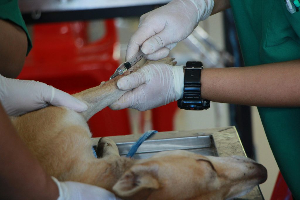 Ziekte van Weil hond