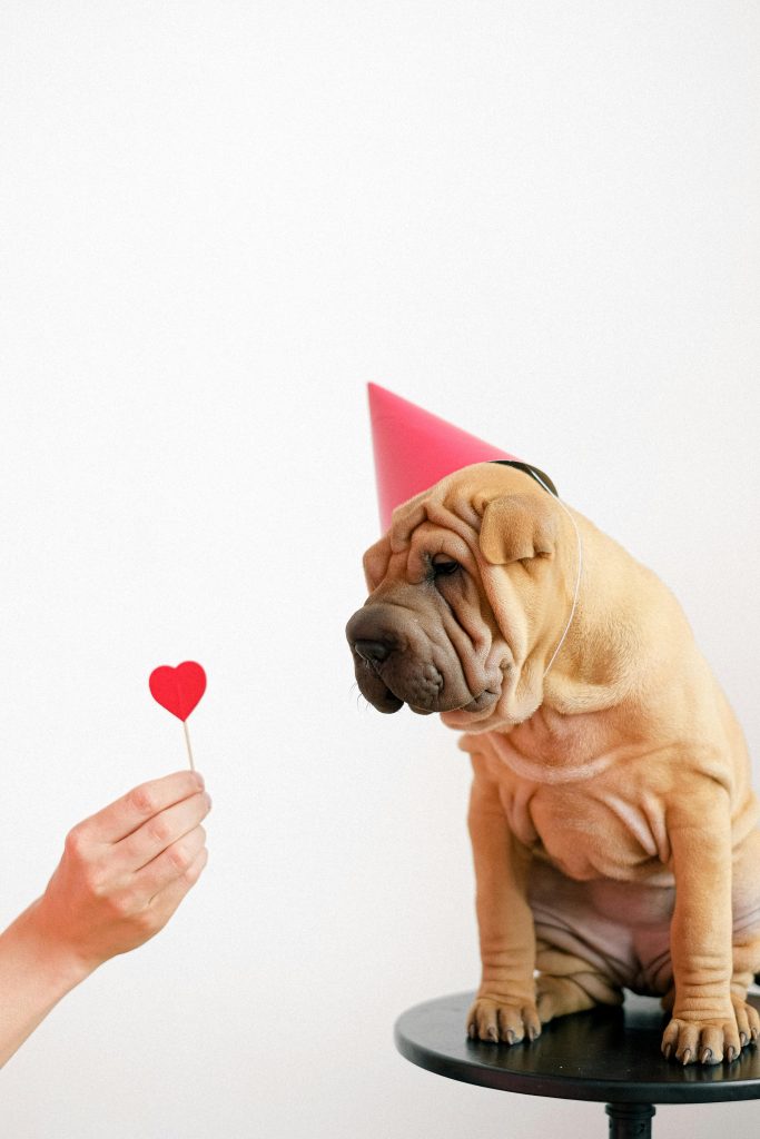 hond verliefd