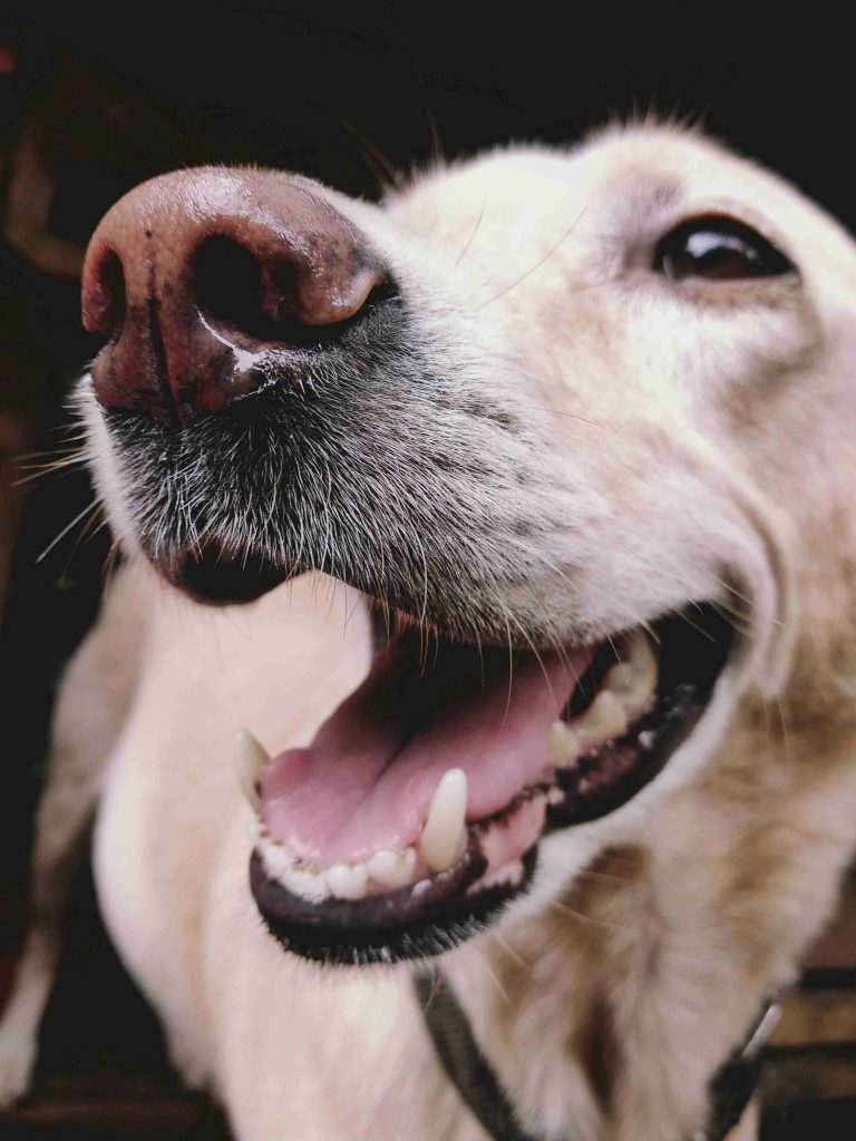 Hond eet zijn brokken niet? Zo helpen hondentoppers bij kieskeurige eters